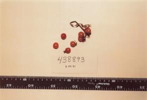 Click for 1 image(s) for this accession. FRUIT